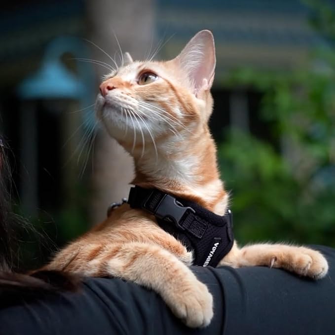 Voyager Step-in Lock Dog Harness w Reflective Dog Leash Combo Set with Neoprene Handle 5ft - Supports Small, Medium and Large Breed Puppies/Cats by Best Pet Supplies - Black, XS