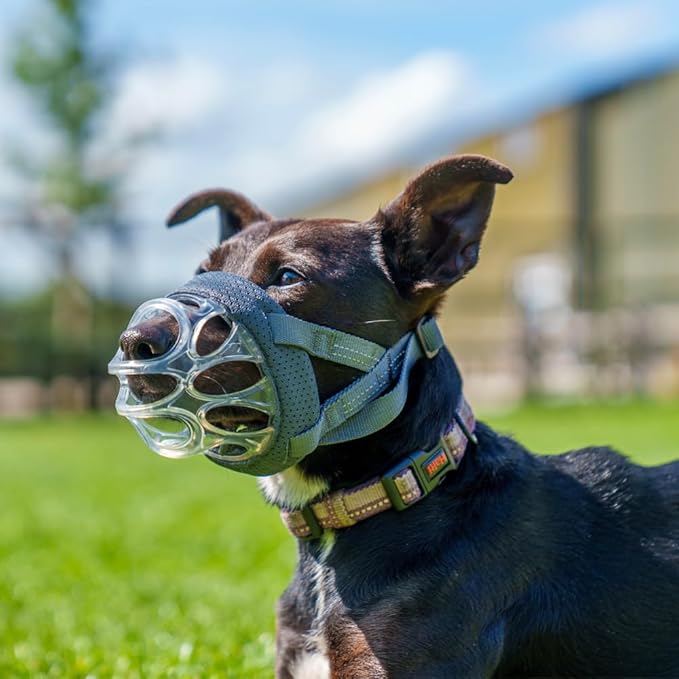 Baskerville INVISA Basket Dog Muzzle - Patented Humane Design with Facial Visibility, Padded Nose Band, Dog can Pant and Drink, Prevents Biting and Scavenging. Muzzle for Small Dogs (Size 1)