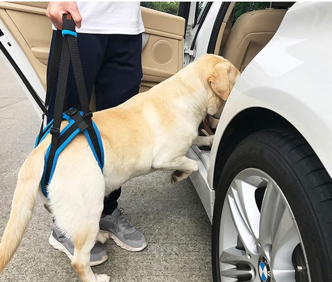 Adjustable Pet Dogs Lift Support Harness Breathable Mesh Padded Sling Straps Canine Support Rehabilitation for Injuries Arthritis Weak hind Legs & Joints, Blue (M)