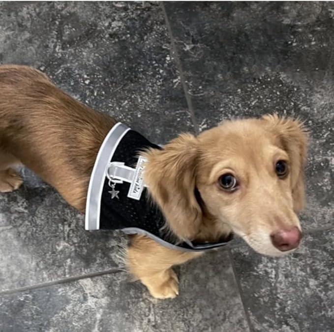 Athletic Mesh Dog Harness for Teacup, Small - Small Dogs and Puppies | Reflective Trim and Comfortable Velcro Closure