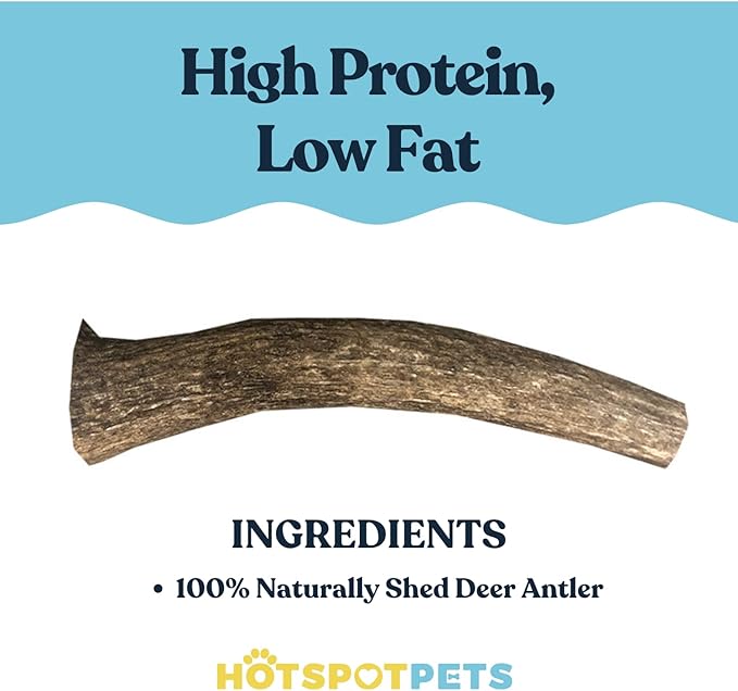 hotspot pets Premium Medium Whole Deer Antlers for Dogs - 5+ Inch Medium Sized Deer Antler Dog Chews - Naturally Shed for Small and Medium Breed Aggressive Chewers - Sourced in USA (Pack of 1)