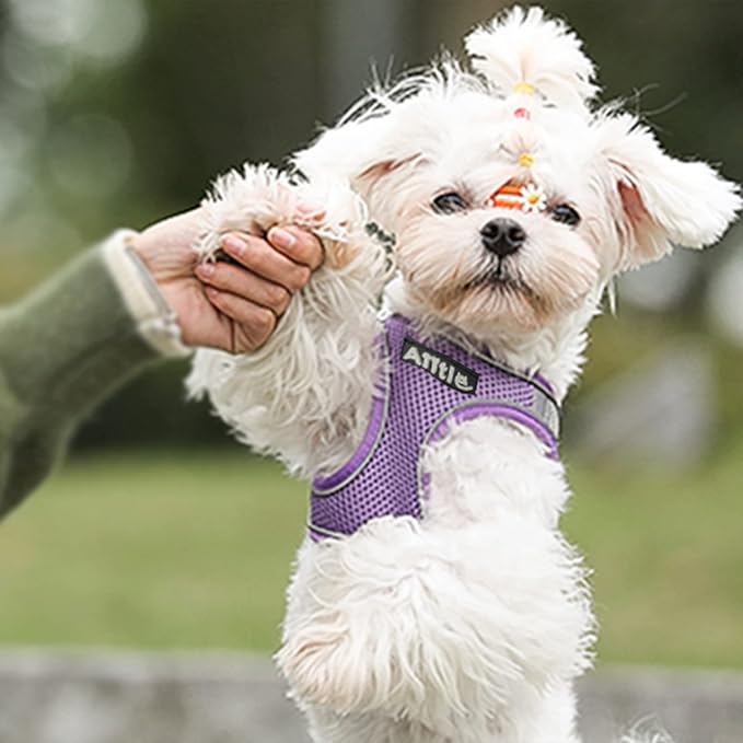 AIITLE Easy Walk Dog Harness and Leash Set - Pet Supply No Pull, Step in Adjustable Dog Harness with Padded Vest for Spring, Dog Harness No Choke Over, Easy to Put on Medium Dogs Purple L