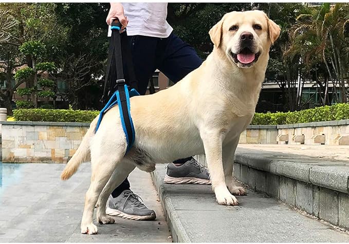 Adjustable Pet Dogs Lift Support Harness Breathable Mesh Padded Sling Straps Canine Support Rehabilitation for Injuries Arthritis Weak hind Legs & Joints, Blue (S)
