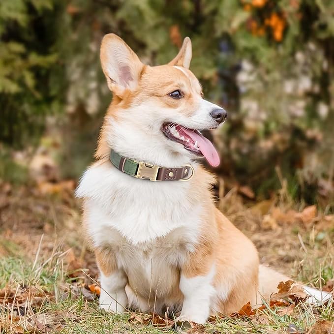 Didog Soft Padded Leather Dog Collar for Large Dogs, Classic Heavy Duty Dog Collars with Quick Release Metal Buckle, Adjustable Large Dog Collar Leather,Green,L