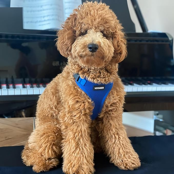 Voyager Step-in Lock Pet Harness - All Weather Mesh, Adjustable Step in Harness for Cats and Dogs by Best Pet Supplies - Royal Blue, L