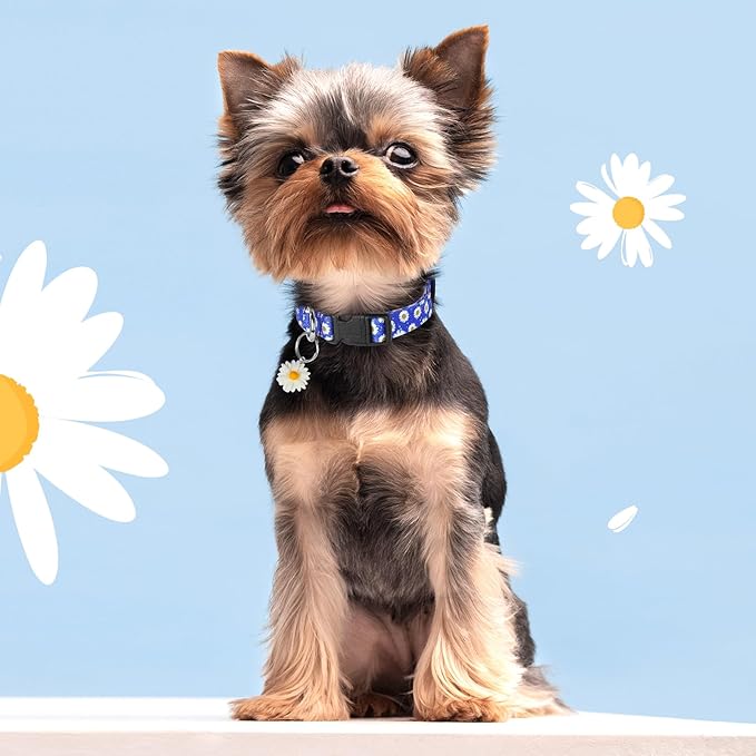 BiPawTi Cute Dog Collars with Flower Floral - Small Dog Collars for Puppies, Soft Dogs Collar for Girl Boy Female Dogs Pet with Pretty Daisies Charms (S, Blue)