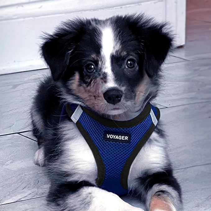 Voyager Step-in Air Dog Harness - All Weather Mesh, Reflective, No Pull Harness for Small, Medium Dogs, Cats - Secure with Hook & Loop Fastener, Buckle, Double D-Rings - Royal Blue/Black Trim, M