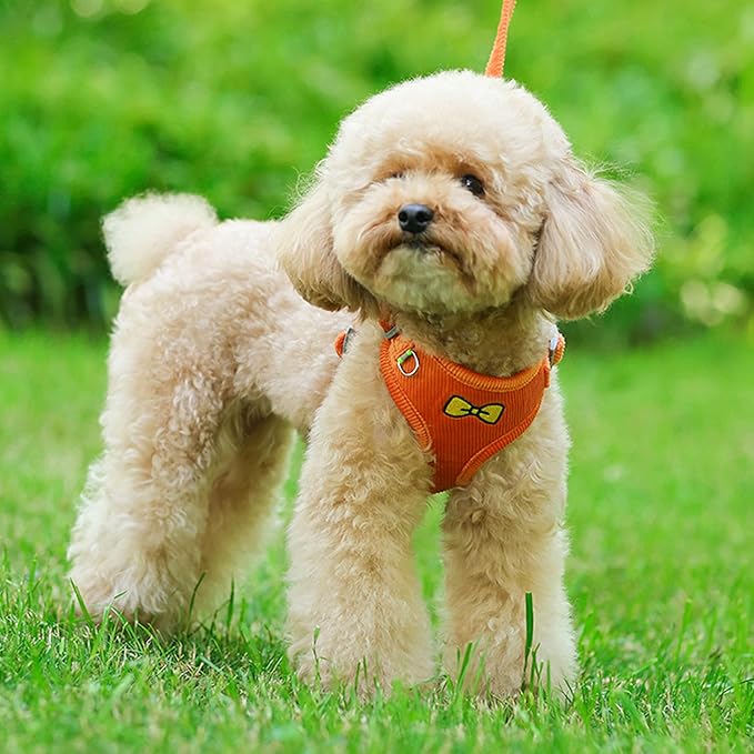 No Pull Dog Harness with Leash Pet Soft Vest Harness and Leash Set Dog Cat No Choke Escape Proof Harness Reflective Step in Harness for Small Medium Dogs Cats (Orange, Small)