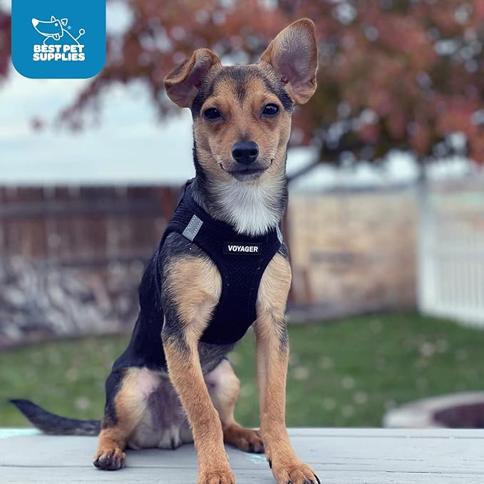 Voyager Step-in Air Dog Harness - All Weather Mesh, Reflective, No Pull Harness for Small, Medium Dogs, Cats - Secure with Hook & Loop Fastener, Buckle, Double D-Rings - Black, M