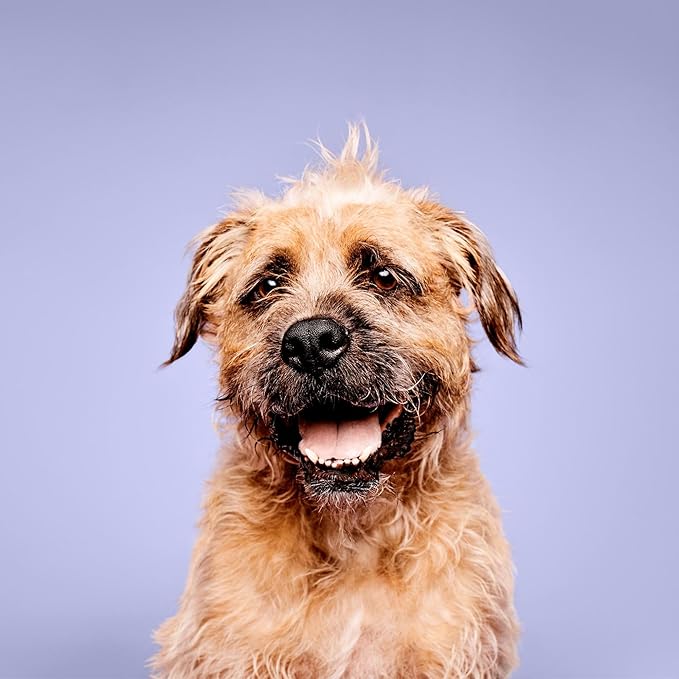 Super Bright Shampoo, Brightening Wash, Whitening Dog Shampoo, 16.9 fl. Oz