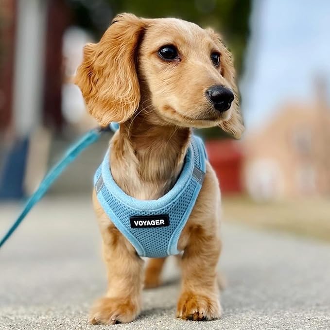 Voyager Step-In Air Dog Harness - All Weather Mesh, Reflective, No Pull Harness for Small, Medium Dogs, Cats - Secure with Hook & Loop Fastener, Buckle, Double D-Rings - Baby Blue, XXXS