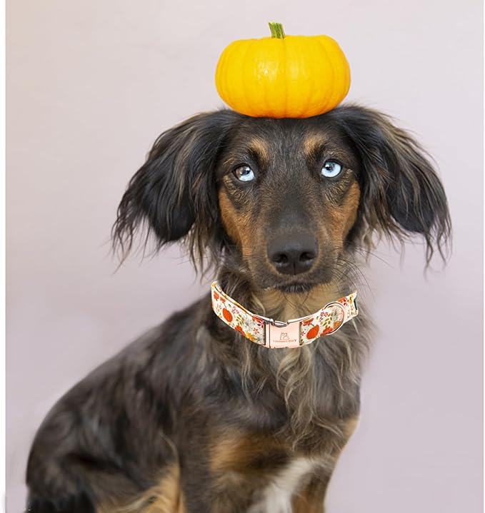 Lionheart glory Dog Collar Halloween Collar Dog Fall Dog Collars, Adjustable Heavy Duty Dog Collar for Large Dogs Pumpkin Collar Dog