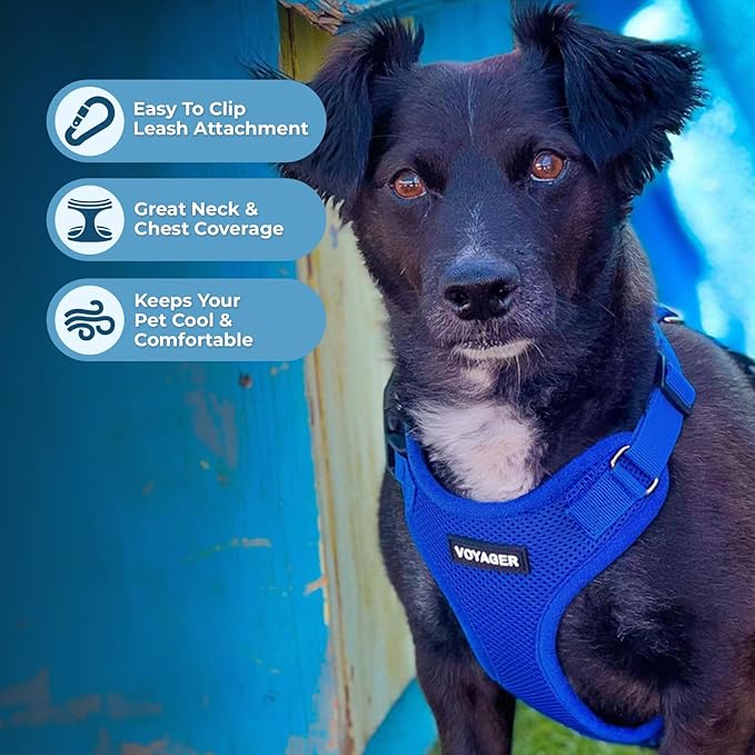 Voyager Step-in Lock Dog Harness w Reflective Dog Leash Combo Set with Neoprene Handle 5ft - Supports Small, Medium and Large Breed Puppies/Cats by Best Pet Supplies - Royal Blue, XL