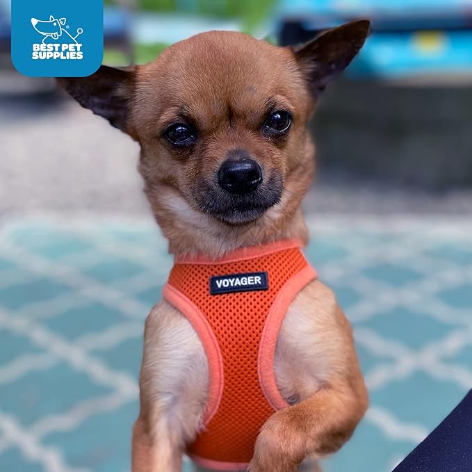Voyager Step-in Air Dog Harness - All Weather Mesh, Reflective, No Pull Harness for Small, Medium Dogs, Cats - Secure with Hook & Loop Fastener, Buckle, Double D-Rings - Orange, M