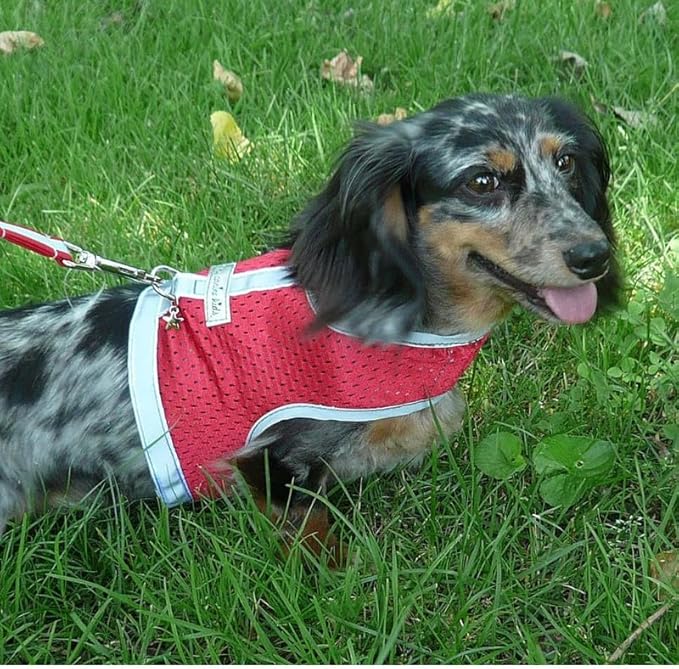 Athletic Mesh Dog Harness for Teacup, Teacup 4 - Small Dogs and Puppies | Reflective Trim and Comfortable Velcro Closure