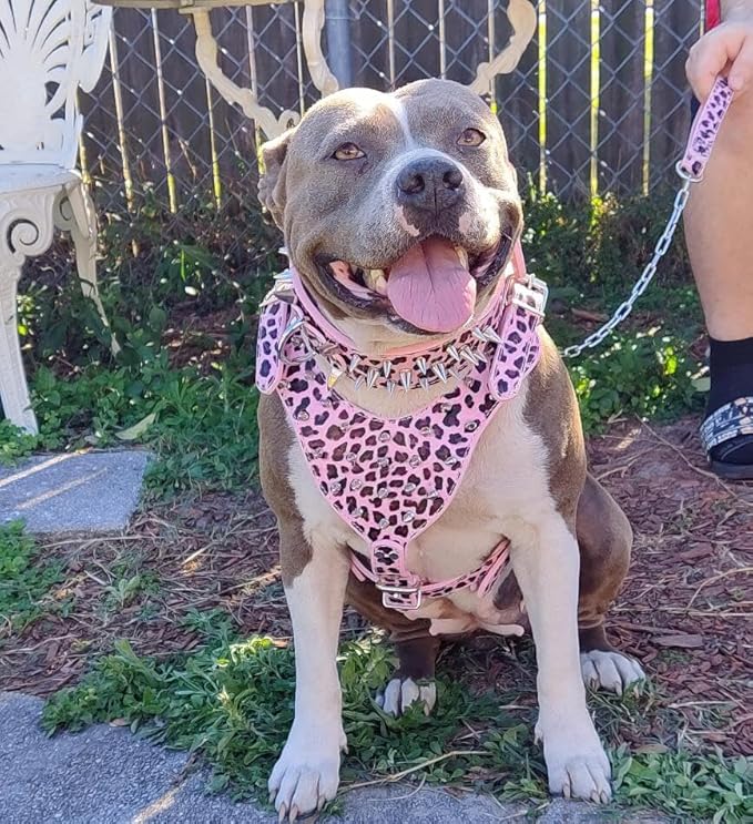 Leather Spiked Studded Harnesses, Collars & Leashes 3Pcs Matching Set for Medium & Large Dogs Pitbull,Mastiff, Boxer, Bull Terrier (Leopard, L)