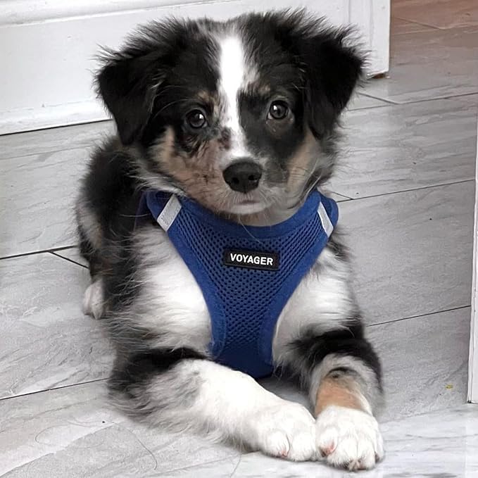 Voyager Step-in Air Dog Harness - All Weather Mesh, Reflective, No Pull Harness for Small, Medium Dogs, Cats - Secure with Hook & Loop Fastener, Buckle, Double D-Rings - Royal Blue, M