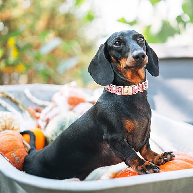 Lionheart glory Dog Collar Fall Halloween Pumpkin Collars Dog Heavy Comfortable Adjustable Pink Dog Collar for Large Collar Dogs Girls Boys Dog Collar Cute Pet Gift