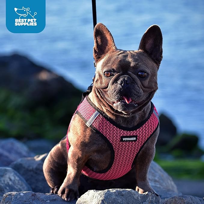 Voyager Step-in Air Dog Harness - All Weather Mesh, Reflective, No Pull Harness for Small, Medium Dogs, Cats - Secure with Hook & Loop Fastener, Buckle, Double D-Rings - Turquoise, M