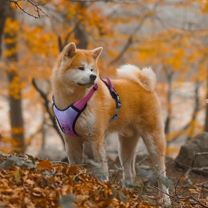 QQPETS No Pull Dog Harness with 2 Leash Clips，Adjustable Soft Padded Dog Vest, Reflective Outdoor Pet Oxford Vest with Easy Control Handle for Small to Large Dogs Walking Training