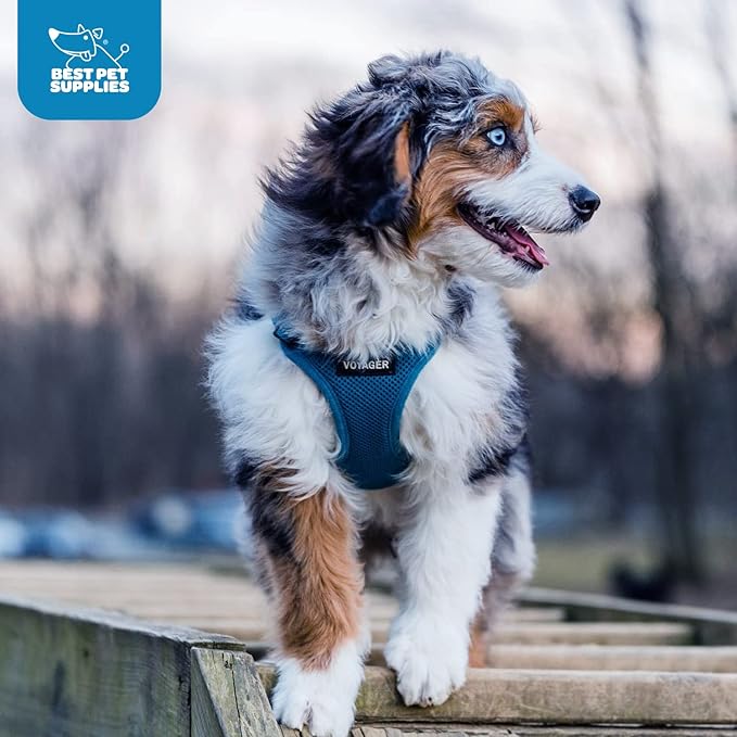 Voyager Step-in Air Dog Harness - All Weather Mesh, Reflective, No Pull Harness for Small, Medium Dogs, Cats - Secure with Hook & Loop Fastener, Buckle, Double D-Rings - Blue, L