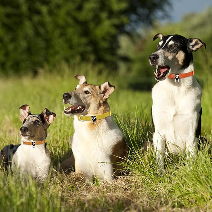 azuza 3 Pack Fall Dog Collars Comfortable and Adjustable Nylon Dog Collars for Small Dogs, S (11-16inch)， Ginger Yellow, Rust Orange and Latte Brown