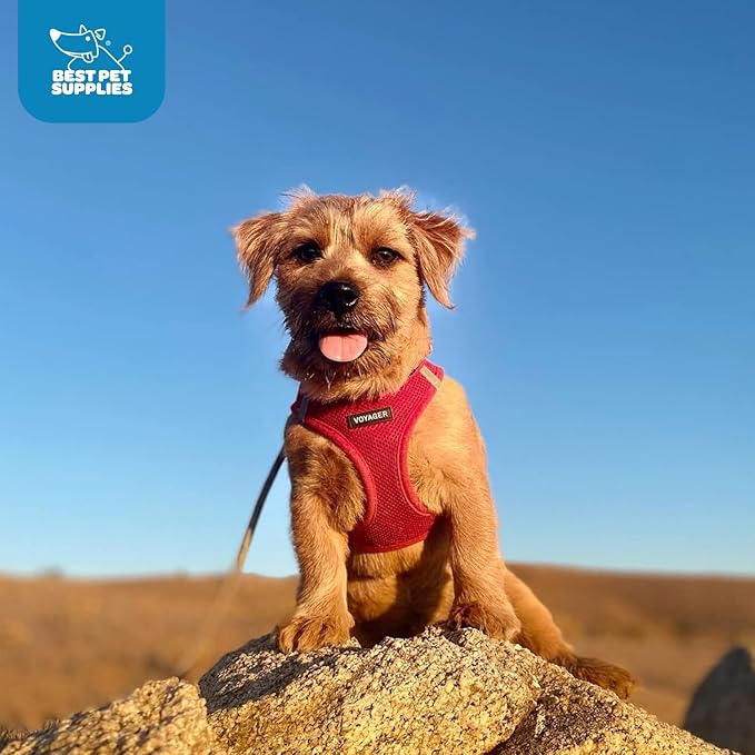 Voyager Step-in Air Dog Harness - All Weather Mesh, Reflective, No Pull Harness for Small, Medium Dogs, Cats - Secure with Hook & Loop Fastener, Buckle, Double D-Rings - Red, M
