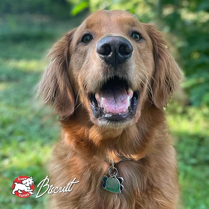 Fromm Four-Star Nutritionals Parmesan Cheese Dog Treats - Premium Oven Baked Dog Snacks - Cheese Recipe - Pack of (3) 8 oz Bags