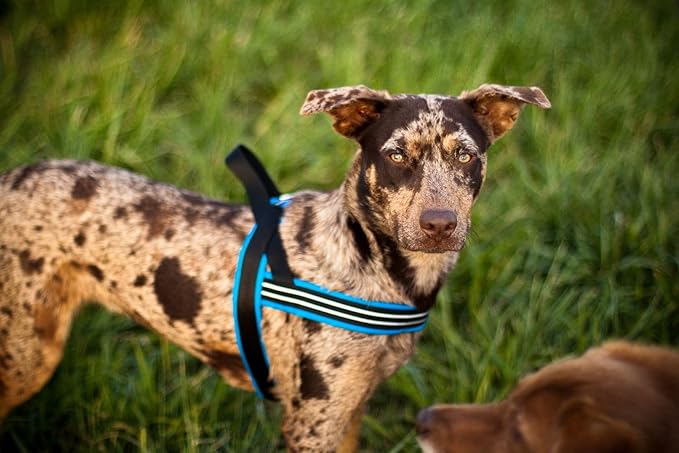 ComfortFlex Sport Harness - American Made No Pull Dog Harness for Small, Medium, Large Dogs - Lightweight, Padded, Reflective No Rub Harness for Walking. Running and Control - Medium/Large, Berry