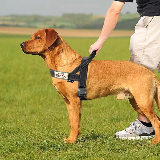 Annchwool No Pull Dog Harness with Padded Handle+5 Ft Leash,Reflective Strip Escape Proof and Quick Fit to Adjust Dog Harness,Easy for Training Walking for Small & Medium and Large Dog(Black-Set,M)