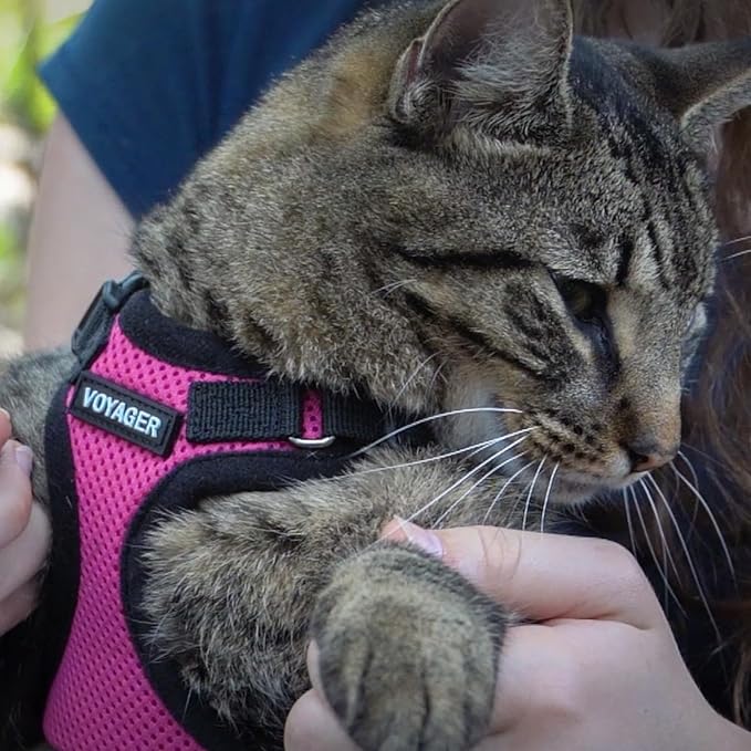 Voyager Step-in Lock Dog Harness w Reflective Dog Leash Combo Set with Neoprene Handle 5ft - Supports Small, Medium and Large Breed Puppies/Cats by Best Pet Supplies - Fuchsia/Black Trim, L