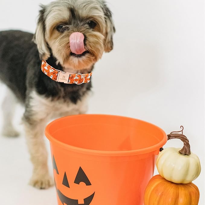 Lionheart glory Halloween Dog Collars, Fall Dog Collar Heavy Duty Adjustable Dog Collar for Small Collar Dog Female or Male Dog Collar