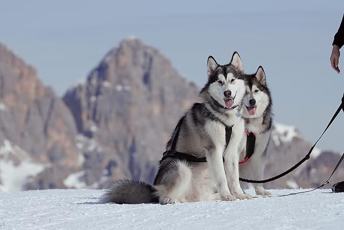 Dog Weight Pulling Harness , XBack for Canicross , Dog Sport , Bike Joring , Ski Joring , Sled Harness, Dog mushing , Dog Running Harness , Black Neongreen