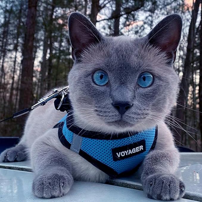 Voyager Step-in Air Dog Harness - All Weather Mesh, Reflective, No Pull Harness for Small, Medium Dogs, Cats - Secure with Hook & Loop Fastener, Buckle, Double D-Rings - Baby Blue/Black Trim, S