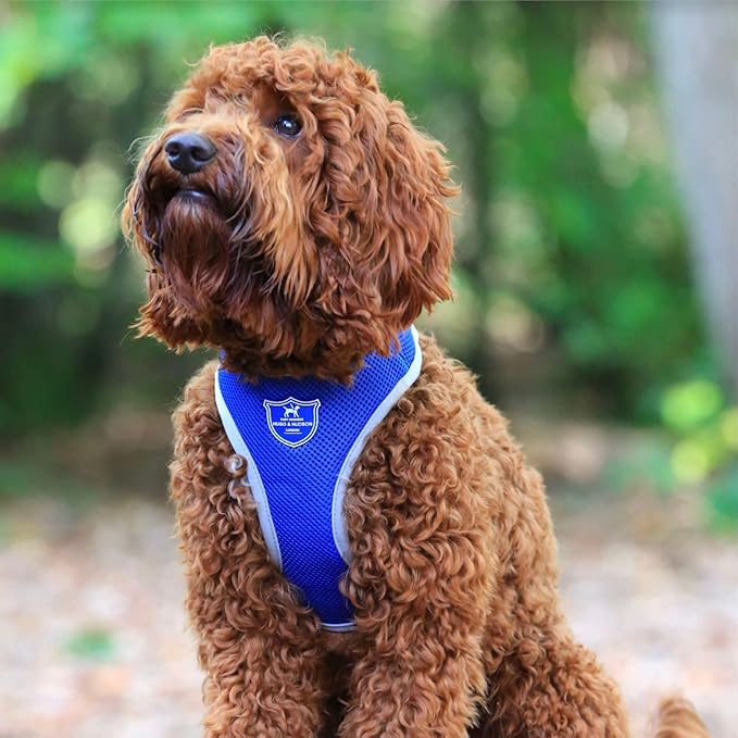 HUGO & HUDSON Dog Harness No-Pull Pet Harness Adjustable Quick Dry Mesh Padded Vest, Royal Blue, S