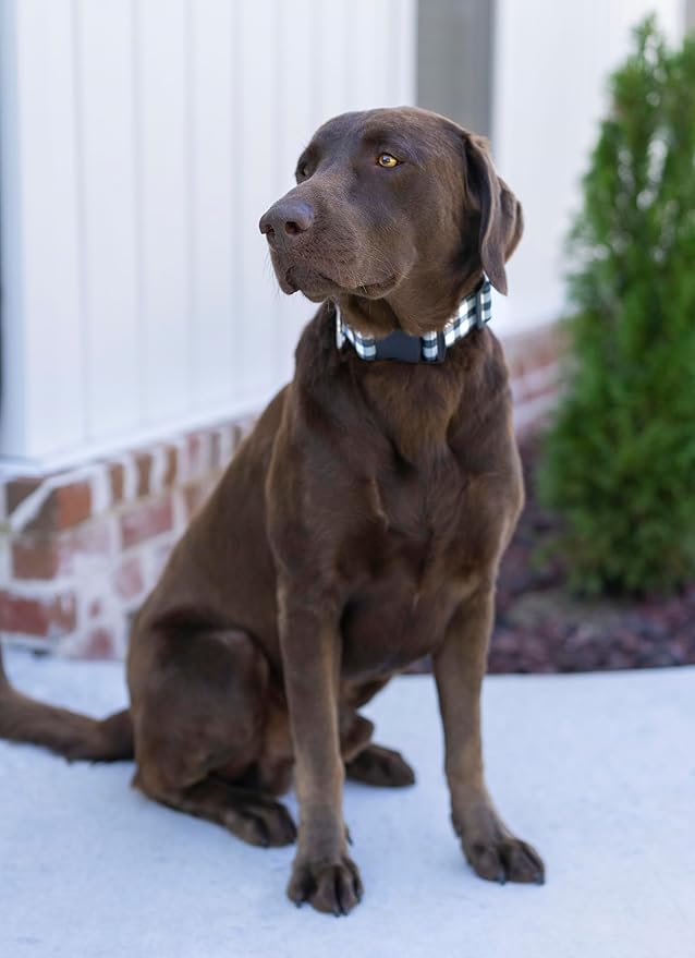 Country Brook Petz - Deluxe Black & White Buffalo Plaid Dog Collar - Made in The U.S.A. - Plaid and Argyle Collection Featuring Charming Designs (1 Inch, Medium)