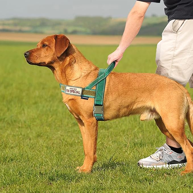 Annchwool No Pull Dog Harness with Soft Padded Handle,Reflective Strip Escape Proof and Quick Fit to Adjust Dog Harness,Easy for Training Walking for Small & Medium and Large Dog(Green,L)