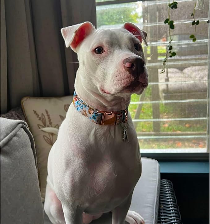 Lionheart glory Premium Dog Collars Fall Dog Collar, Heavy Duty Adjustable Dog Collar for X-Small Puppy Dogs Maple Leaf Dog Collar