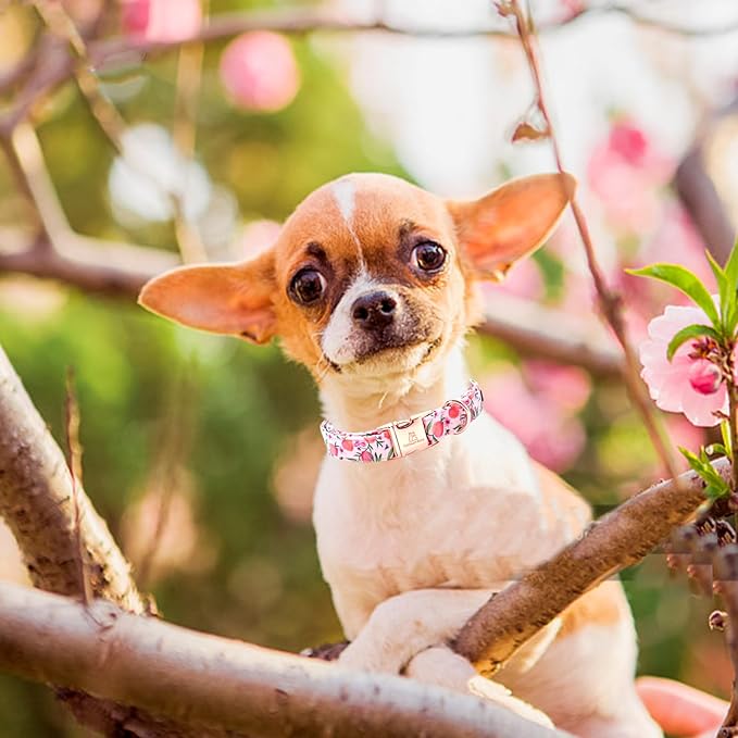 Lionheart glory Pink Dog Collar Peach Dog Collar Girl Soft Durable Adjustable Collar Spring Collar Dog for Medium Dogs