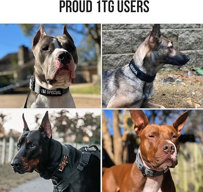 OneTigris Military Adjustable Dog Collar with Metal D Ring & Buckle 2 Sizes (M, Grey)