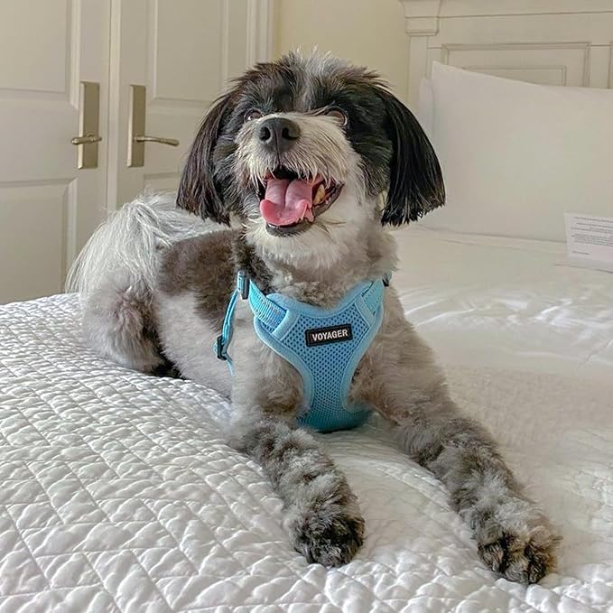 Best Pet Supplies Voyager Adjustable Dog Vest Harness Breathable No Pull Harness for Small, Medium, Large Dogs, Harness for Walking, Jogging, Easy Step-In, Reflective Stripes - (Baby Blue), XL