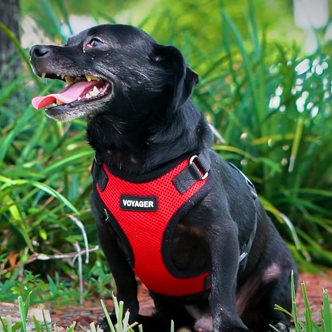 Voyager Step-in Lock Dog Harness w Reflective Dog Leash Combo Set with Neoprene Handle 5ft - Supports Small, Medium and Large Breed Puppies/Cats by Best Pet Supplies - Red/Black Trim, M