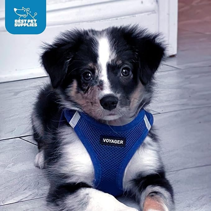 Voyager Step-in Air Dog Harness - All Weather Mesh, Reflective, No Pull Harness for Small, Medium Dogs, Cats - Secure with Hook & Loop Fastener, Buckle, Double D-Rings - Royal Blue, M