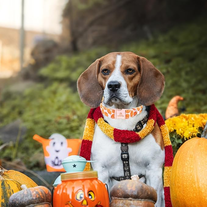 Lionheart glory Halloween Dog Collars Pumpkin Dog Collar Heavy Duty Adjustable Fall Dog Collar for Medium Collar Dog Female or Male Dog Collar