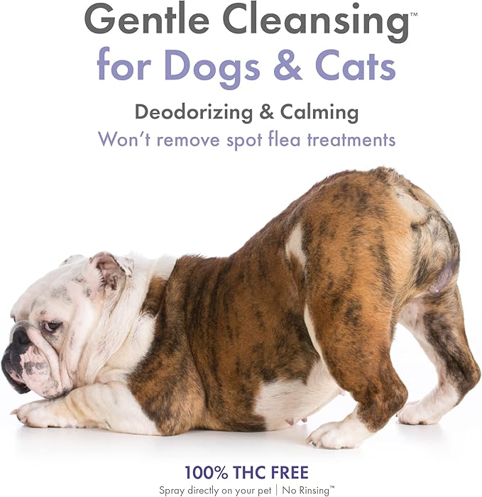 Petkin Hemp Waterless Dog Shampoo Spray – with Hemp Oil & Calming Lavender Extract, 8 fl oz – for Cats and Dogs – Soothes, Calms & Conditions, Keeps Pet Smelling Great – for Home and Travel