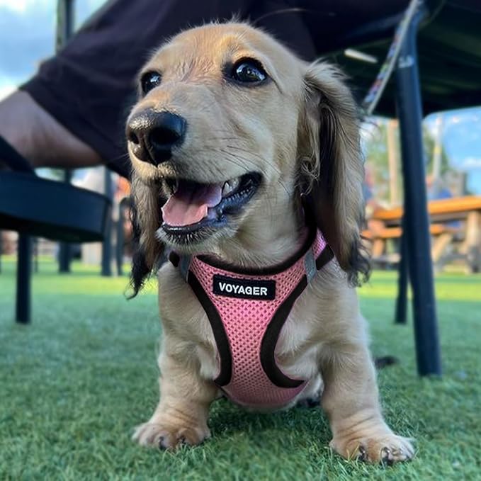 Voyager Step-In Air Dog Harness - All Weather Mesh, Reflective, No Pull Harness for Small, Medium Dogs, Cats - Secure with Hook & Loop Fastener, Buckle, Double D-Rings - Pink/Black Trim, XXS