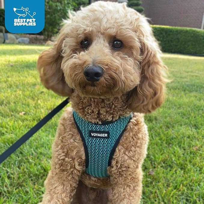 Voyager Step-in Air Dog Harness - All Weather Mesh, Reflective, No Pull Harness for Small, Medium Dogs, Cats - Secure with Hook & Loop Fastener, Buckle, Double D-Rings - Turquoise 2-Tone, M
