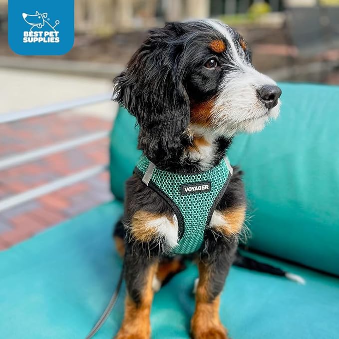 Voyager Step-in Air Dog Harness - All Weather Mesh, Reflective, No Pull Harness for Small, Medium Dogs, Cats - Secure with Hook & Loop Fastener, Buckle, Double D-Rings - Turquoise 2-Tone, L