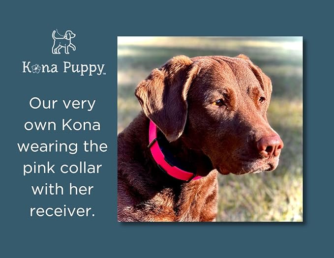 Waterproof E-Collar Replacement Strap Dog Collar for Invisible Fence/ecollar - Easy On Bungee (1" Wide, Bright Green)