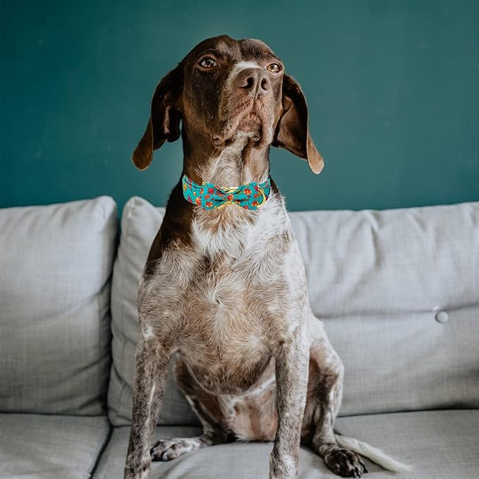 MR. CHUBBYFACE Thanksgiving Dog Collar Fall Maple and Turkey Dog Collar with Bow Adjustable Dog Collar Bowtie for Small Medium Large Dogs